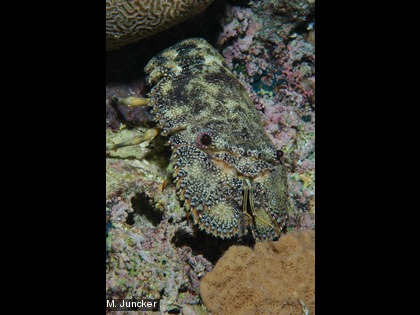 La popinée, Parribacus caledonicus