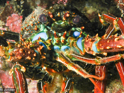La langouste grosse tête, Panulirus penicillatus