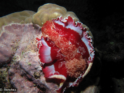 La danseuse espagnole, Hexabranchus sanguineus