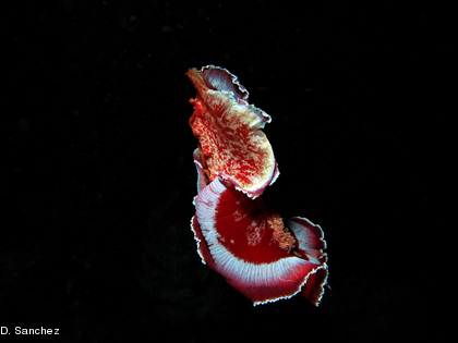 La danseuse espagnole, Hexabranchus sanguineus