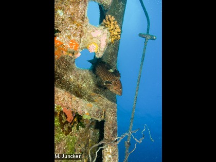 La grisette, Epinephelus maculatus