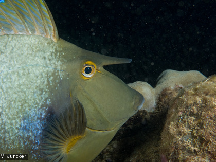 Le dawa, Naso unicornis