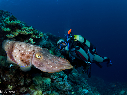 La seiche, Sepia Latimanus