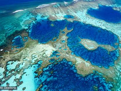 Récif réticulé Il existe différents types de récifs coralliens : récifs frangeants, récifs intermédiaires et barrière récifale notamment.