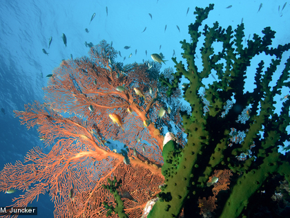 Récifs Les récifs abritent une faune abondante qui constitue une ressource alimentaire importante pour les populations locales.