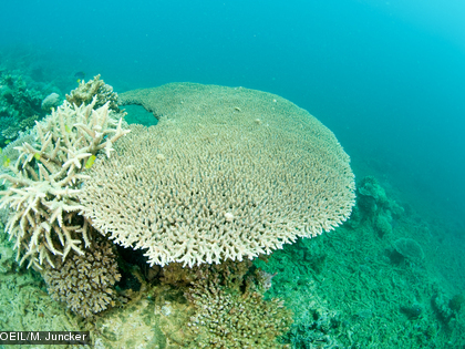 Coraux branchus et tabulaires Les coraux ont un squelette calcaire.