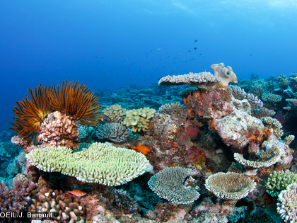 Coraux Les récifs coralliens, de par leur structure complexe, présentent de nombreuses cachettes et constituent l’habitat d’une faune très dense.