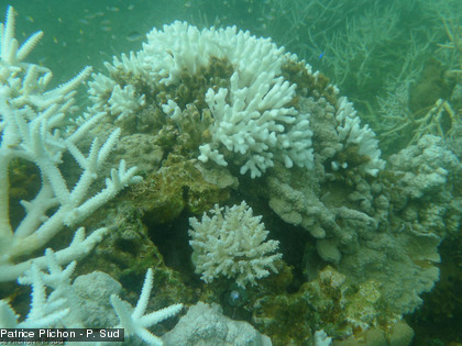 Coraux blanchis et morts