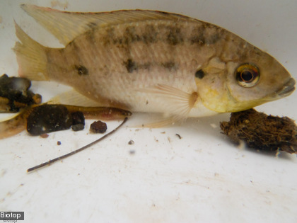 Le tilapia Le tilapia est un poisson introduit à partir des années 1950 dans les îles du Pacifique. L'espèce la plus commune en Nouvelle-Calédonie est le Sarotherodon occidentalis (Cf. photo)