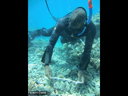 À l'eau pour une deuxième année de suivi à l'île des Pins Les bénitiers font partie de la liste des espèces comptées pour évaluer l'état de santé des récifs. En plus de leur dénombrement, leur taille est mesurée.
