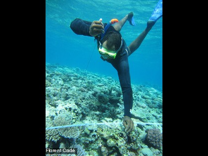 À l'eau pour une deuxième année de suivi à l'île des Pins Ici l'observateur identifie ce qu'il voit sous le plomb (corail branchu, corail mou, algues...) tous les 50 cm le long du ruban métré.