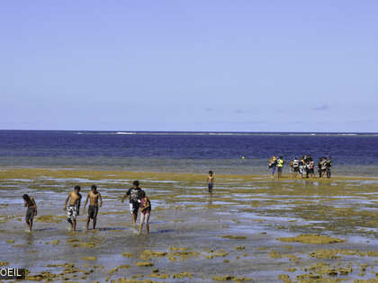 ACROPORA école 2015