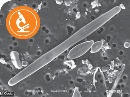 Nos rivières au microscope : les diatomées, nouvel indicateur de la qualité de nos cours d'eau Les diatomées sont des algues unicellulaires invisibles à l'oeil nu