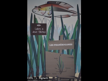 Plongez à la découverte de l'herbier à l'Aquarium des Lagons Une promenade éducative parmi les plantes aquatiques...