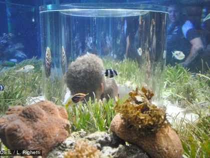 Plongez à la découverte de l'herbier à l'Aquarium des Lagons Glissez-vous dans la cabine, au milieu du bassin, pour observer au plus près la faune et la flore de l'herbier.