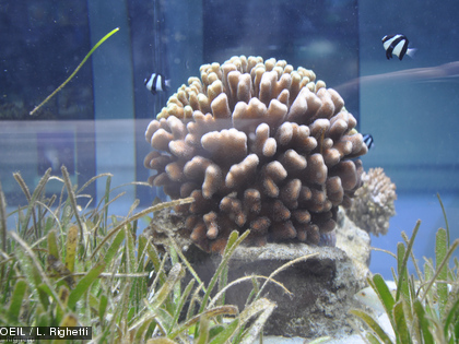 Plongez à la découverte de l'herbier à l'Aquarium des Lagons Poissons, étoiles de mer, coraux, etc. C'est tout un écosystème qui virevolte autour des phanérogames.