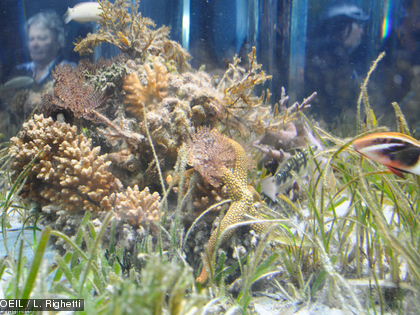 Plongez à la découverte de l'herbier à l'Aquarium des Lagons Poissons, étoiles de mer, coraux, etc. C'est tout un écosystème qui virevolte autour des phanérogames.