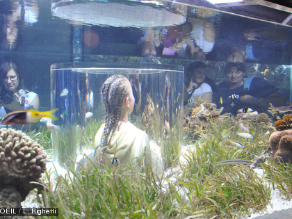 Plongez à la découverte de l'herbier à l'Aquarium des Lagons Glissez-vous dans la cabine, au milieu du bassin, pour observer au plus près la faune et la flore de l'herbier.