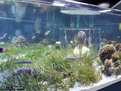 Plongez à la découverte de l'herbier à l'Aquarium des Lagons L'herbier est un milieu naturel à part entière, principalement composé de plantes sous-marines : les phanérogames marines.